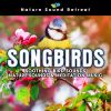 Download track Songbirds By A Babbling Brook Water Sound