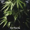 Download track Cannabis Sativa