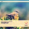 Download track Songbird (Original Mix)