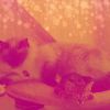 Download track Warm Ambiance For Home Cats