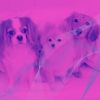 Download track Hip Sleepy Pups