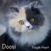 Download track Fragile Heart