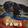 Download track Sleepy Whispers