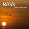 Download track Birds In The Forest