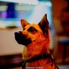 Download track Marvellous Moods For Lonely Dogs