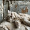 Download track Melodías De Ensueño De La Siesta Del Gato