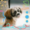 Download track Fabulous Ambience For Doggy Rest