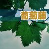 Download track 遗忘的承诺