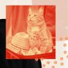 Download track Casual Backdrops For Home Cats