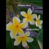 Download track Island Of Maui