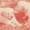 Download track Joyful Ambience For Calming Dogs