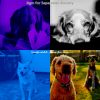 Download track Beautiful Moods For Training Dogs