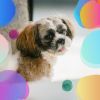 Download track Quiet Backdrops For Cute Dogs