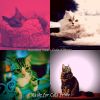 Download track Music (Relaxing Cats)