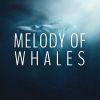 Download track Wild Whale Song