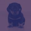 Download track Number One Backdrops For Chill Dogs