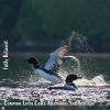 Download track Common Loon Calls Afternoon Soundscape, Pt. 6