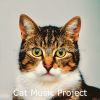 Download track Tremendous Backdrops For Cute Cats