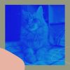 Download track Happy Moods For Home Cats