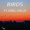 Download track Birds In The Evening With Crickets