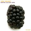 Download track Mantra Cultra Animi (Sappow Remix)