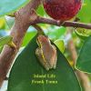 Download track Little Frog On The Guava Tree