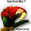 Download track Parrot - At - Beach