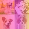 Download track Subtle Moods For Keeping Pups Happy