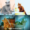 Download track Easy (Relaxing Cats)