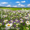 Download track Reposeful Summer Meadow Ambience, Pt. 13