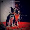 Download track Exquisite Music For Lonely Dogs