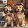 Download track Dogs Enjoy Playful Beats