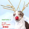 Download track O Xmas Tree (Dead Kringles Mix)