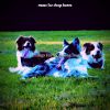 Download track Glorious Cute Puppies