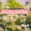 Download track 让花成花 让树成树 (释怀版伴奏)