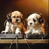 Download track Pet Melodies Notes