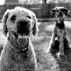 Download track Trio Jazz Soundtrack For Lonely Dogs