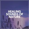 Download track Healing Sounds Of Nature