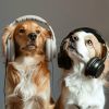 Download track Canine Calm Tunes