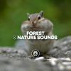 Download track Forest Relaxation