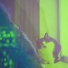 Download track Stellar Moods For Comfy Cats