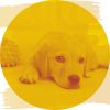 Download track Sunny Ambience For Doggy Stress