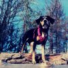 Download track Relaxed Music For Dogs