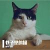 Download track 巷子里的猫