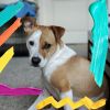 Download track Sprightly Backdrops For Calm Hounds