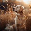 Download track Tranquil Canine Night Sounds