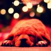 Download track Superlative Moods For Cute Puppies