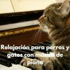 Download track Serenata Canina: Piano Para Amigos De Cuatro Patas