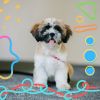 Download track Spirited Cute Dogs