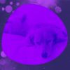 Download track Funky Moods For Calming Puppies